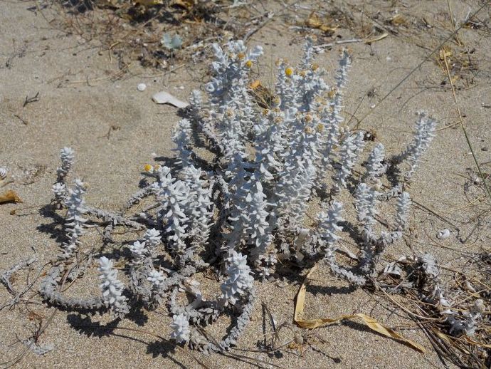 Piantina biancastra: Achillea maritima